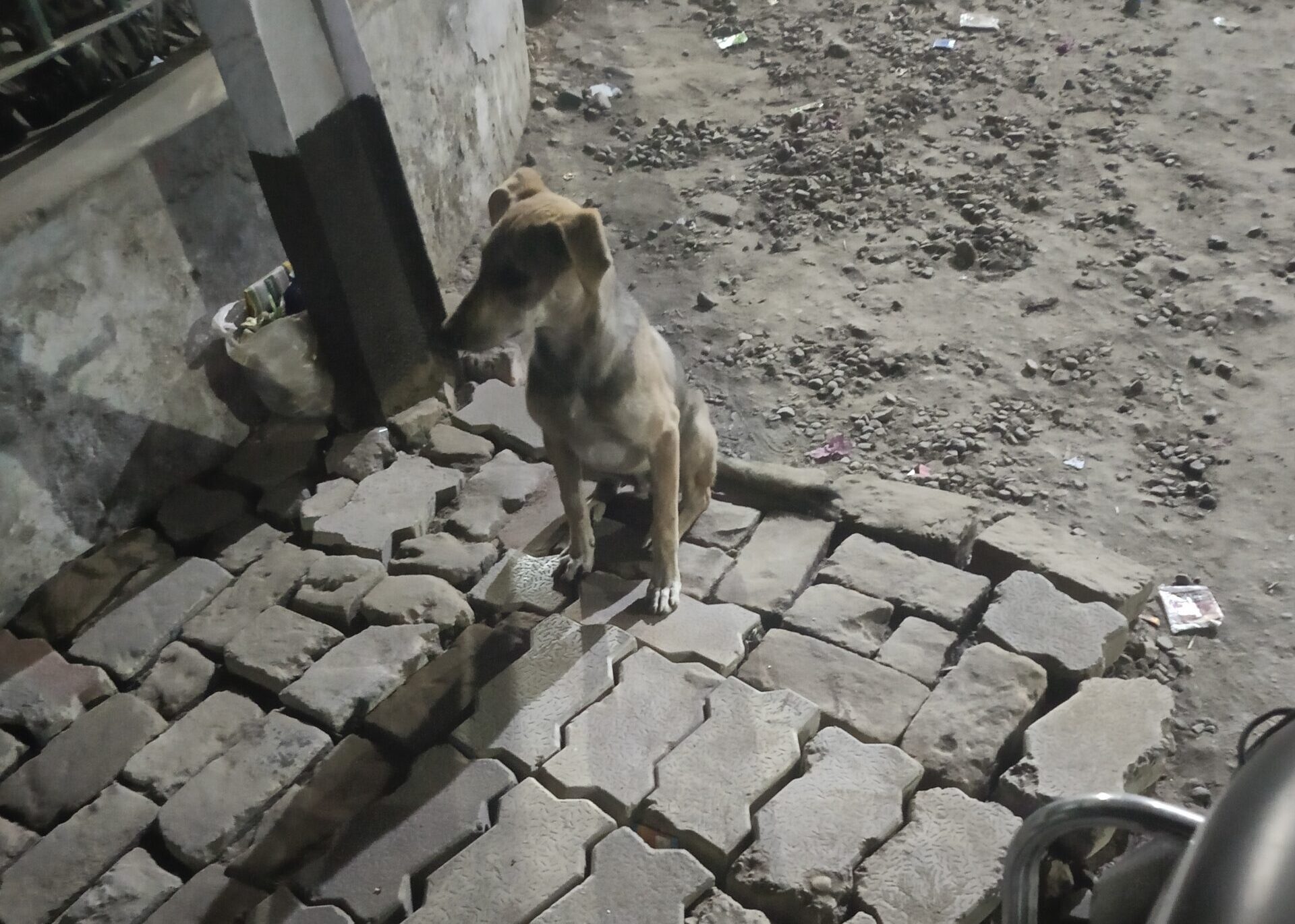 A stray dog sitting on uneven cobblestones at night, a quiet symbol of lives on the margins
